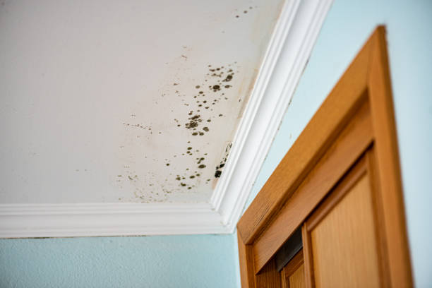 Office Mold Removal Services in Red Bank, SC