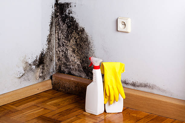 Mold Removal and Inspection in Red Bank, SC